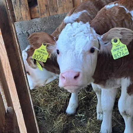 シャレー Brunbacher Wolfgangsee Saint Wolfgang