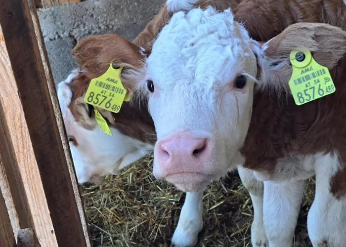 Chalet Brunbacher Wolfgangsee Saint Wolfgang