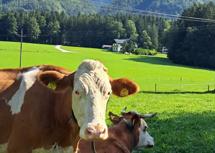 Brunbacher Wolfgangsee شاليه