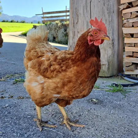 Dağ evi Brunbacher Wolfgangsee *