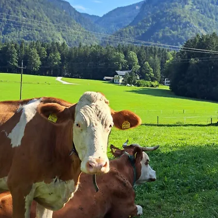 Brunbacher Wolfgangsee Dağ evi