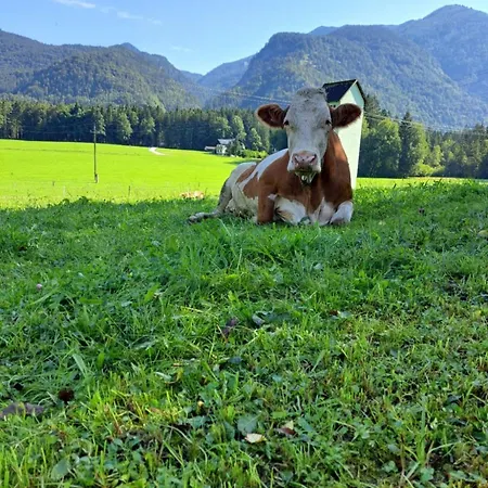 Brunbacher Wolfgangsee בקתה Saint Wolfgang