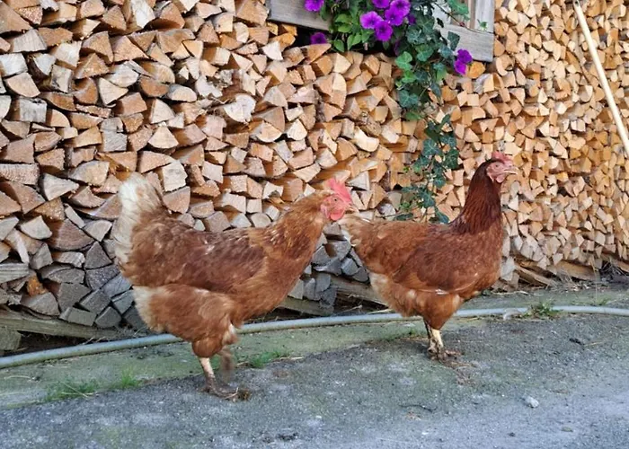 Brunbacher Wolfgangsee Alpstuga