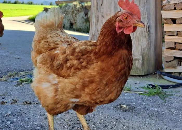 Alpstuga Brunbacher Wolfgangsee *