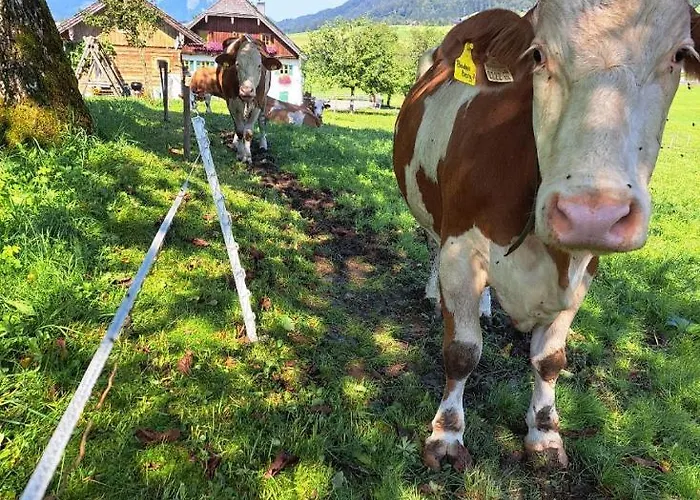 Brunbacher Wolfgangsee Alpstuga Saint Wolfgang